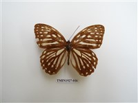 藏品(臺灣斑眼蝶)的圖片